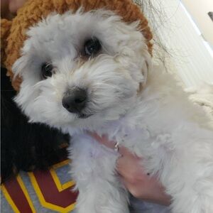 Meet your Posher, Cat